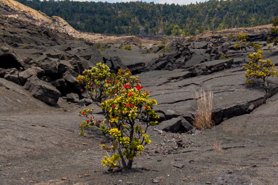 Hawaii Volcanoes National Park: Self-Guided Driving Tour - Admire Puuloa Petroglyph