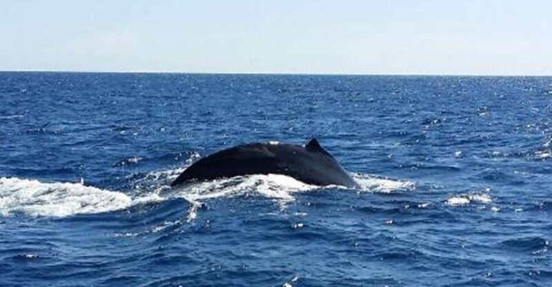 Hawaii: Waikoloa Whale Watch - Key Points