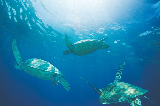 Hawaiian Sea Turtle Snorkel Sail From Waikiki With Lunch Included - Additional Information