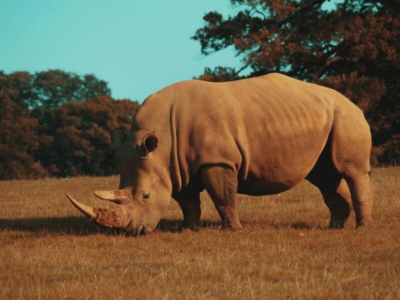 Hazyview: Kruger National Park Full-Day Safari - A Deep Dive into the Safari Day