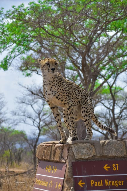 Hazyview: Kruger National Park Full-Day Safari - The Practicalities