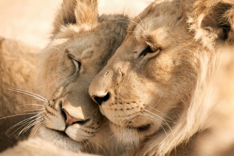 Hazyview: Kruger National Park Full-Day Safari - Authentic Traveler Perspectives
