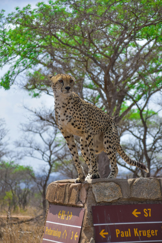 Hazyview: Kruger National Park Full-Day Safari - Who Will Appreciate This Tour?