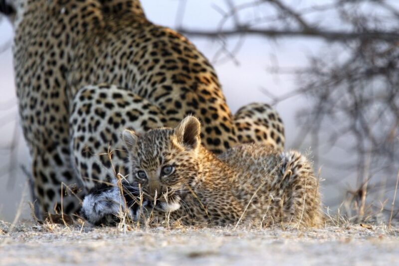 Hazyview: Private Full-Day Kruger Safari - Good To Know