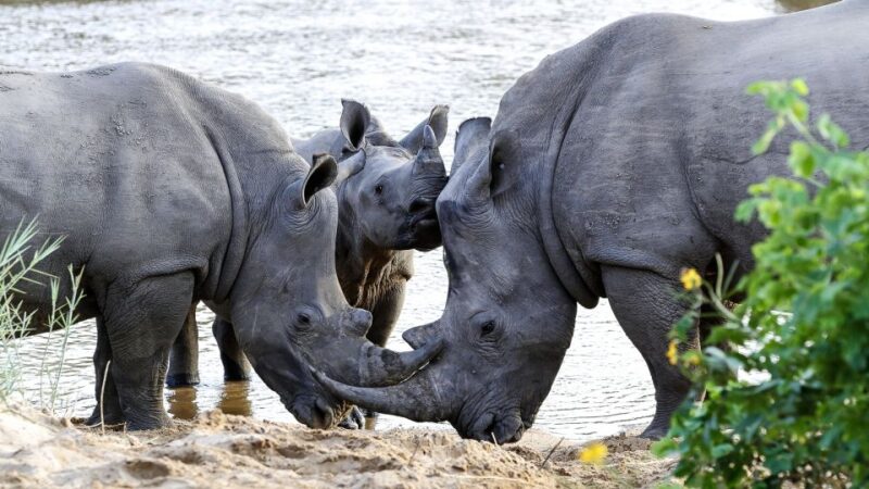 Hazyview: Private Full-Day Kruger Safari - Highlights and Inclusions