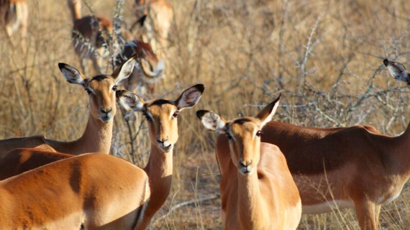 Hazyview: Private Full-Day Kruger Safari - Itinerary and Schedule
