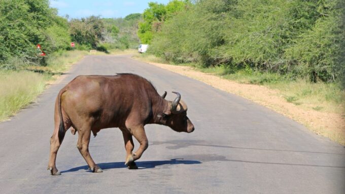 Hazyview: Private Full-Day Kruger Safari - Flexible Safari Options