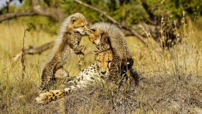 Hazyview: Private Full-Day Kruger Safari - Customer Feedback and Ratings