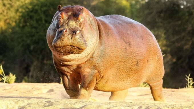 Hazyview: Private Full-Day Kruger Safari - Frequently Asked Questions
