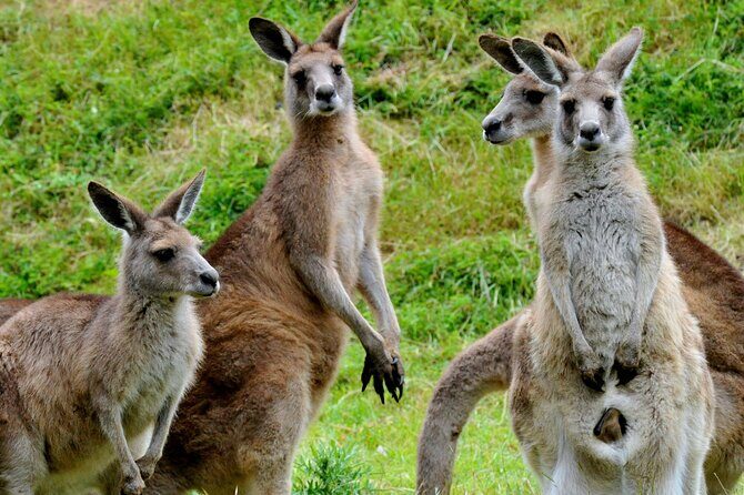 Healesville Sanctuary And Phillip Island Wildlife Bus Tour - Transport, Timing, and Practical Details