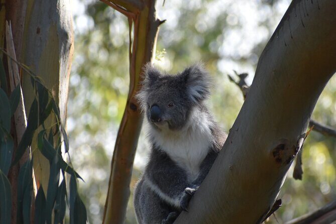 Healesville Sanctuary And Phillip Island Wildlife Bus Tour - FAQ