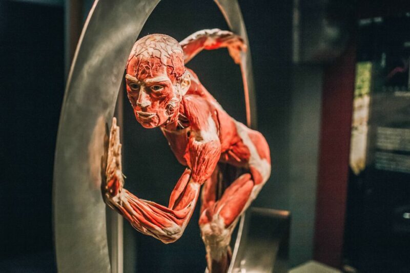 Heidelberg: BODY WORLDS Museum Entry Ticket - Visitor Reviews and Genuine Insights