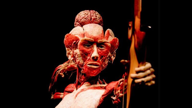 Heidelberg: BODY WORLDS Museum Entry Ticket - FAQ