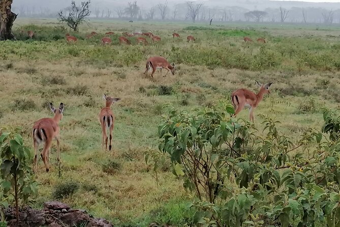 Hells Gate National Park Private Bike Tour From Nairobi - Preparation and Requirements