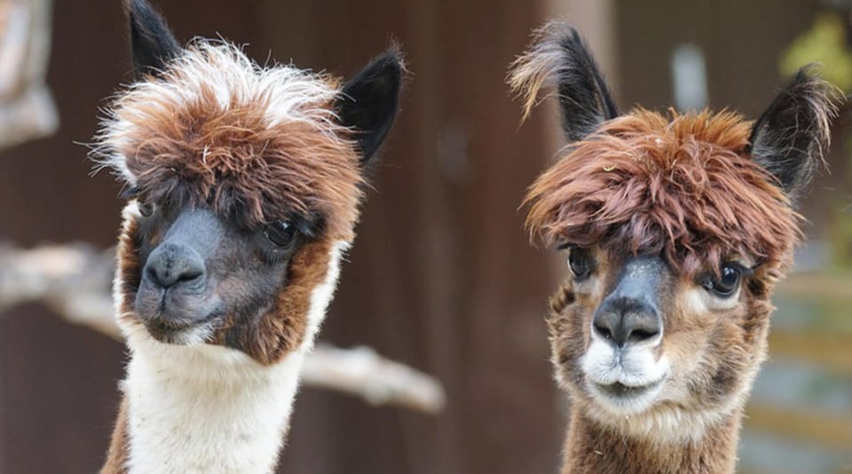 Helsinki: Alpaca Farm Tour with Guided Walk (private) - The Breakdown of the Itinerary