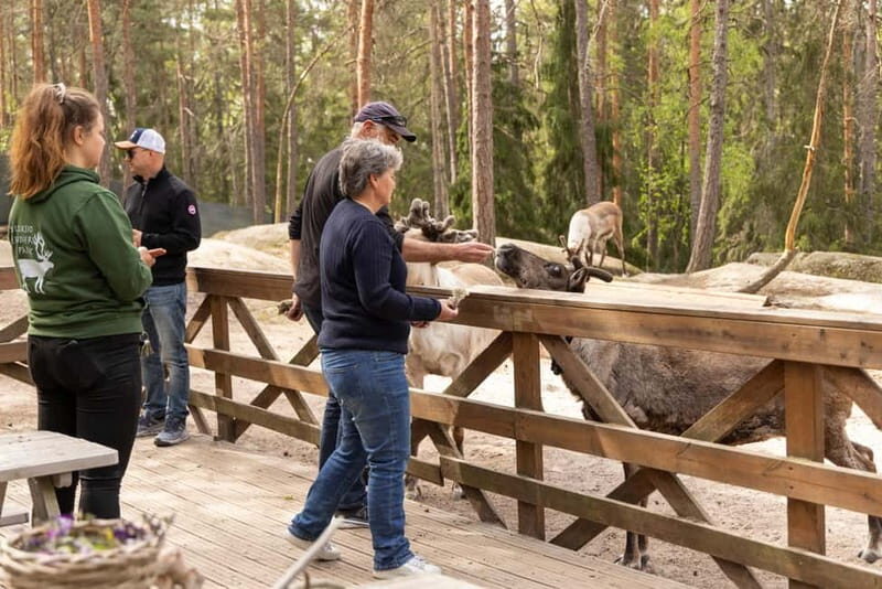 Helsinki: Buggy Ride, Reindeer Farm Visit, and Picnic - A Deeper Look at the Tour Experience