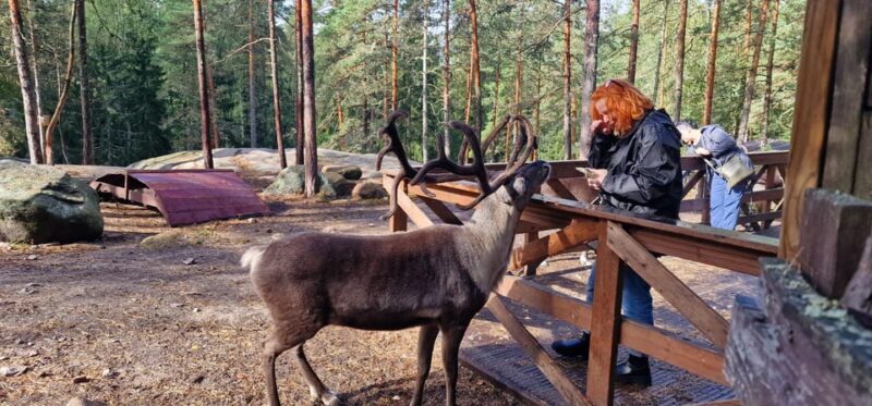 Helsinki Highlights+Nuuksio Buggy Ride+Reindeer farm visit - The Sum Up