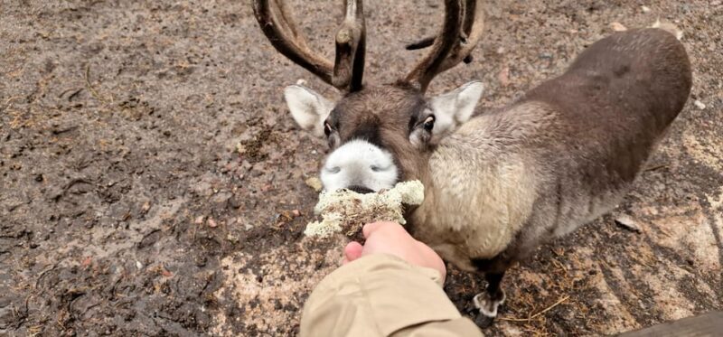 Helsinki Highlights+Nuuksio Buggy Ride+Reindeer farm visit - Frequently Asked Questions