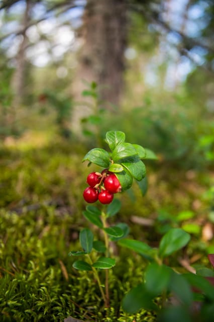 Helsinki: Nuuksio National park hiking with campfire lunch - The Sum Up