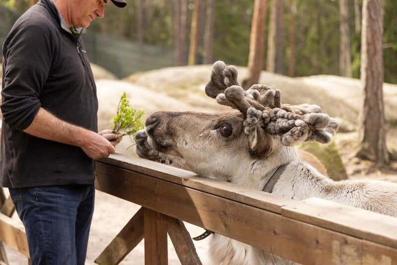 Helsinki: Reindeer Park visit and Buggy Adventure - What’s Included and What to Consider