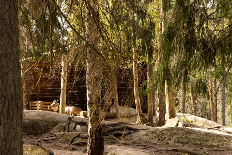 Helsinki: Reindeer Park visit and Buggy Adventure - FAQ
