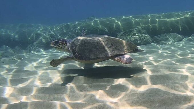 Heraklion: Beginner Scuba Diving Lesson With PADI Instructor - Instructor Certifications and Languages