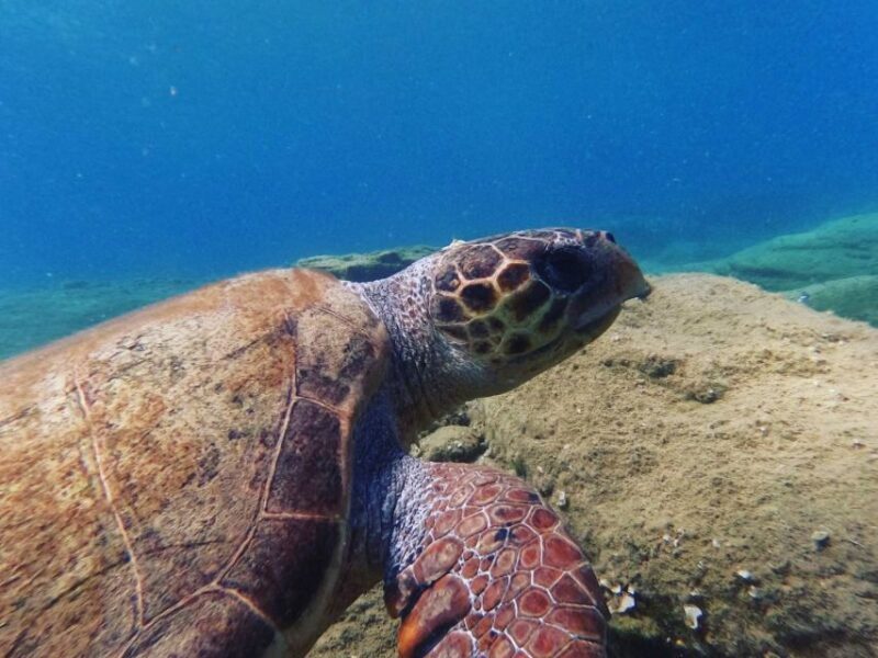 Heraklion: Beginner's intro dive w/2 Dives with transfer. - Key Points