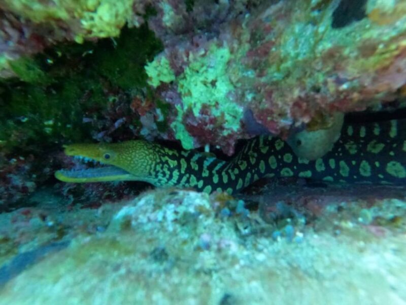 Heraklion: Beginner's intro dive w/2 Dives with transfer. - FAQ