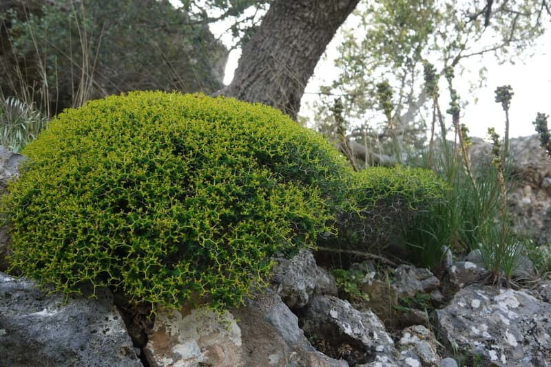 Heraklion Crete: Imbros Gorge Hike - What Travelers Say About the Tour