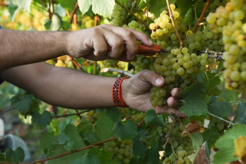Heraklion: Half Day Small Group Olive Oil & Wine Tour - Olive Mill Tour
