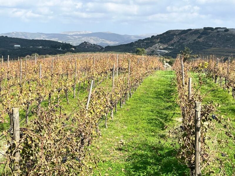Heraklion: Half Day Small Group Olive Oil & Wine Tour - Olive Groves Tour