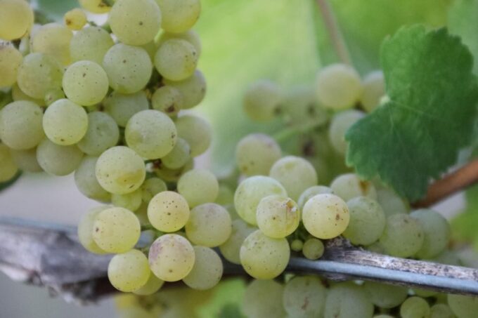 Heraklion: Half Day Small Group Olive Oil & Wine Tour - Olive Oil Tasting