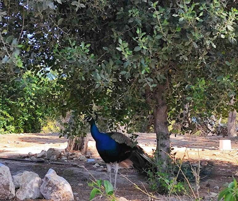 Heraklion Half-Day Tour, Cruise Friendly, Knossos+Top Sights - Key Points