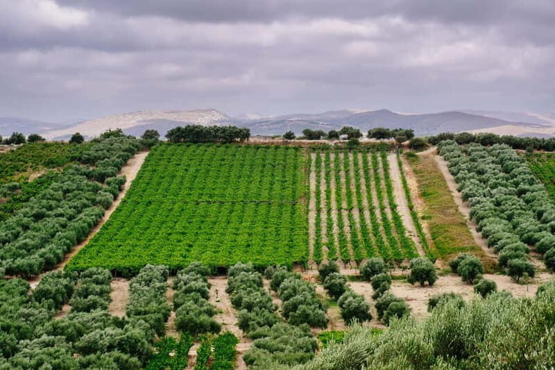 Heraklion: Olive oil and Wine Tour with Lunch - The Lunch: Food and Wine Pairing in the Vines