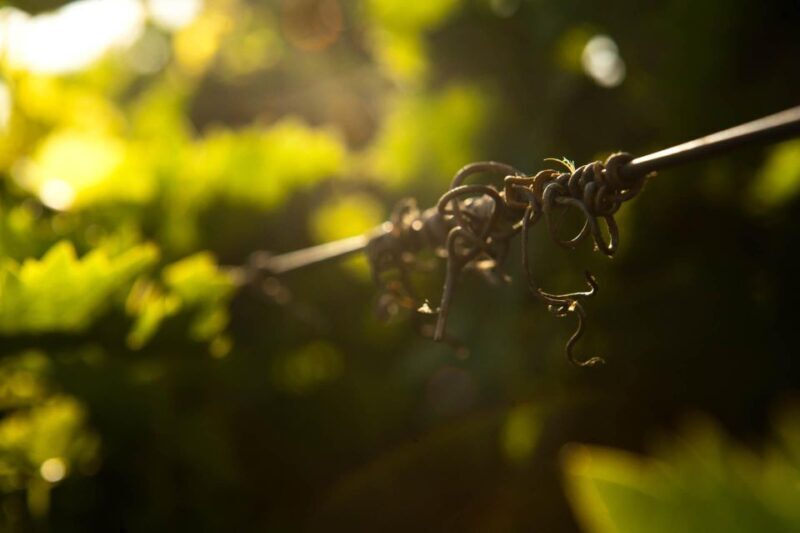Heraklion: Private Wine tasting & Lunch at Lyrarakis Winery - Key Points