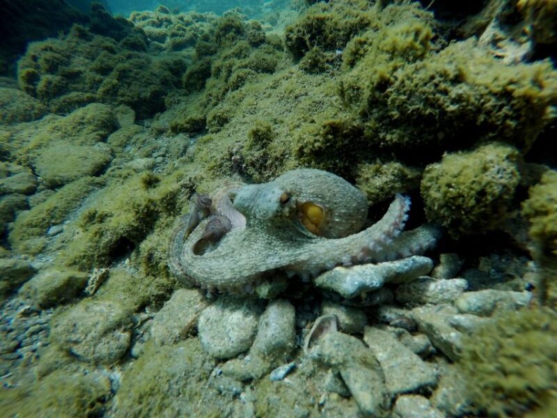 Heraklion: Try Scuba Diving For Beginners (1 dive) - Authentic Experiences and Reviews