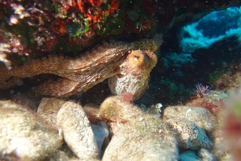 Heraklion: Try Scuba Diving - FAQs