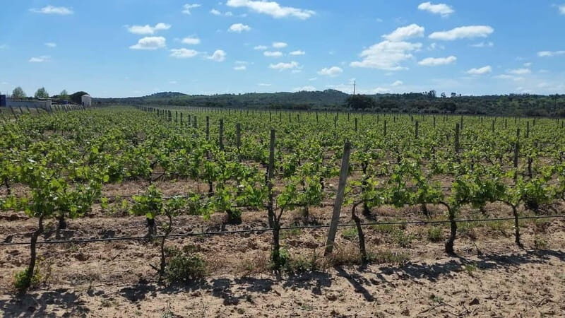 Herdade Canal Caveira - Visit Winery & Picnic - An In-Depth Look at the Experience