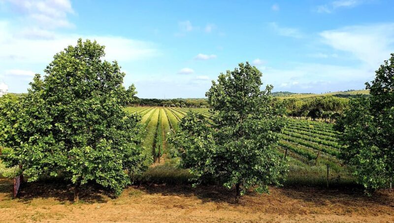 Herdade Canal Caveira - Winery Visit 4 Wines & Tapas - FAQ