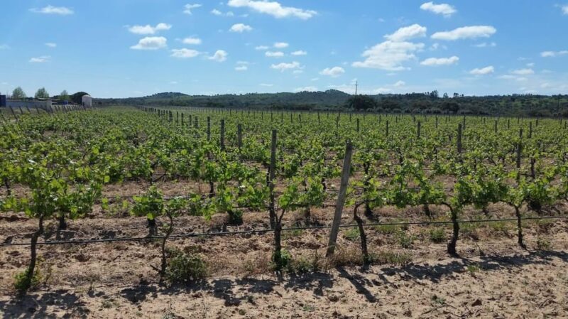 Herdade Canal Caveira Winery Visit with TOP5 Wines & Tapas - Analyzing the Value