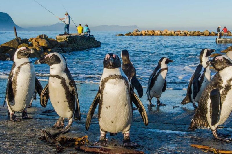 Hermanus: Airport Transfer - Scenic Drive Highlights