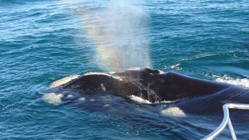 Hermanus: Boat Based Whale Watching Experience - Good To Know