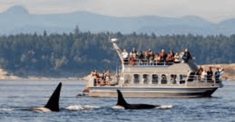 Hermanus: Whale Watching Boat Trip and Wine Tasting ,Penguin - Good To Know