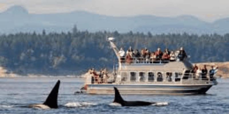 Hermanus: Whale Watching Boat Trip and Wine Tasting ,Penguin - About the Tour Experience