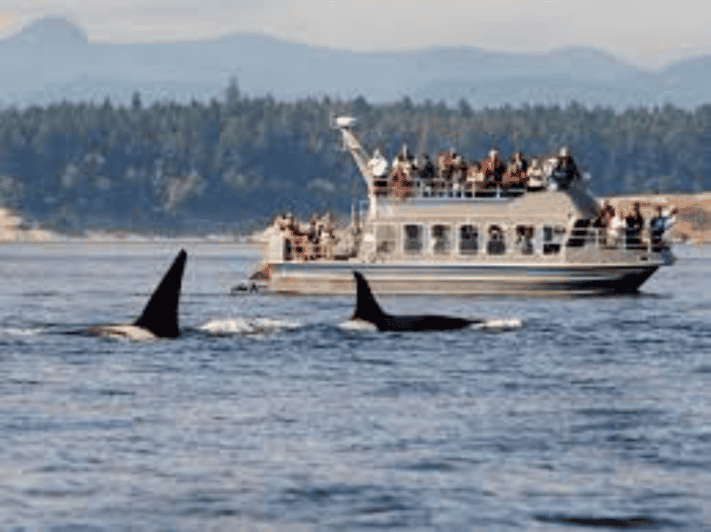 Hermanus: Whale Watching Boat Trip and Wine Tasting ,Penguin - Wine Tasting in Hermanus