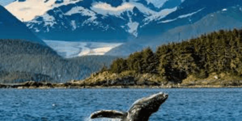 Hermanus: Whale Watching Boat Trip and Wine Tasting ,Penguin - Optional Stony Point Visit