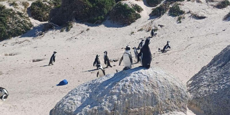 Hermanus: Whale Watching Boat Trip and Wine Tasting ,Penguin - Whats Included and Excluded