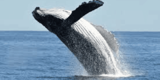 Hermanus: Whale Watching Boat Trip and Wine Tasting ,Penguin - Booking and Cancellation Policy