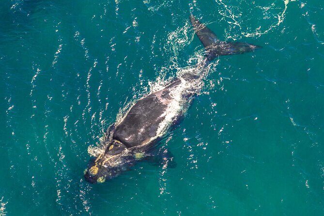 Hermanus Whale Watching Boat Trip - Key Points
