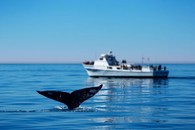 Hermanus Whale Watching Boat Trip - An In-Depth Look at the Hermanus Whale Watching Experience